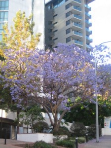 Jacaranda in Bris