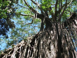 Crown of the Fig