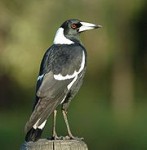 Australia Magpie