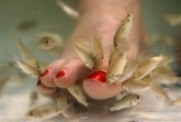 Fish Pedicures