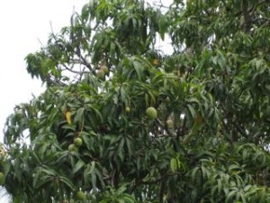 Mangoes on tree