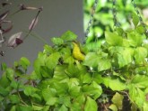 Female Sunbird