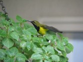 Male Sunbird