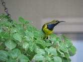 Male Sunbird 2