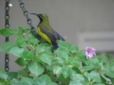 Male Sunbird 3