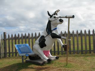 Cape Leeuwin's Cow - part of the world wide cow trail!