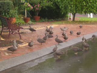 Ducks