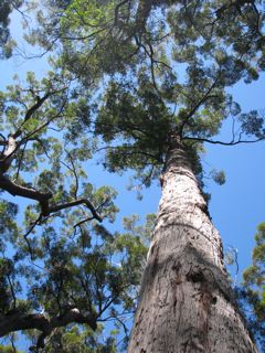 Giant Tingle Tree