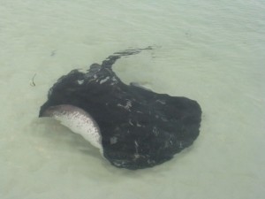 Stingray in Pinky Bay