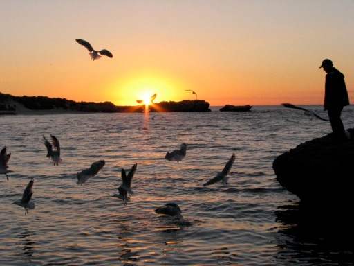 Gulls diving on the food