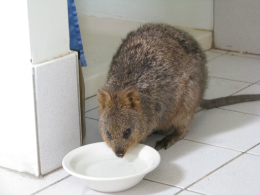 Mocha the quokka having a drink