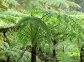 Tree ferns