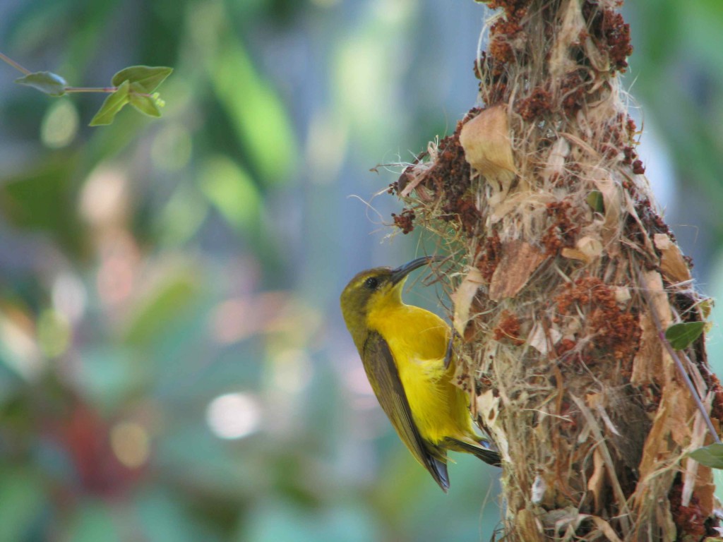 Sunbird