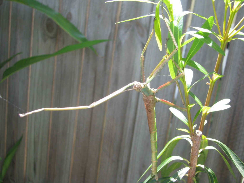 Stick Insect