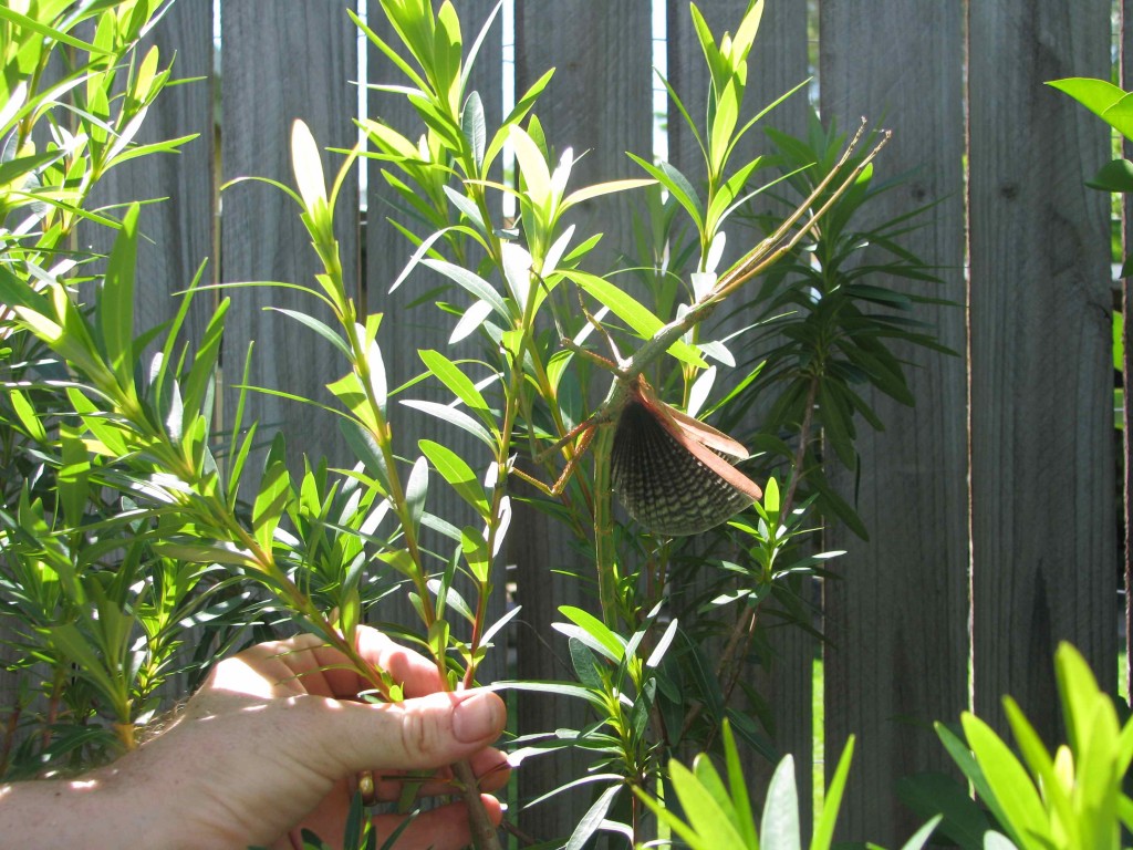 Stick Insect with wings