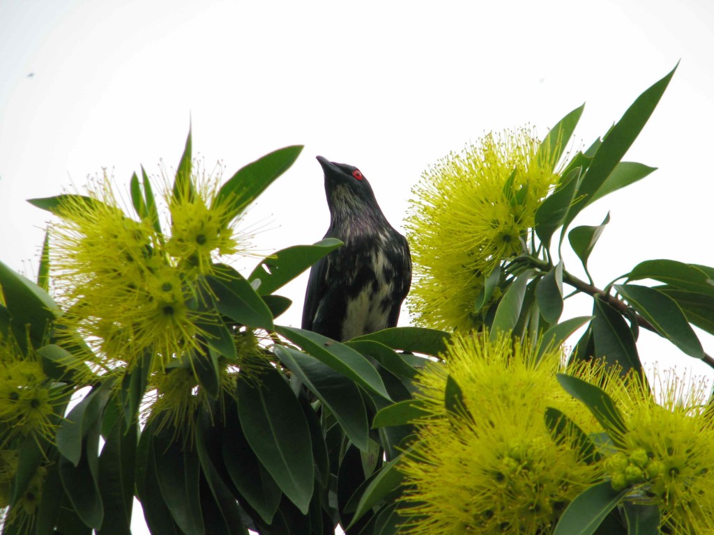 Helene Young, Cairns, Golden Pendas