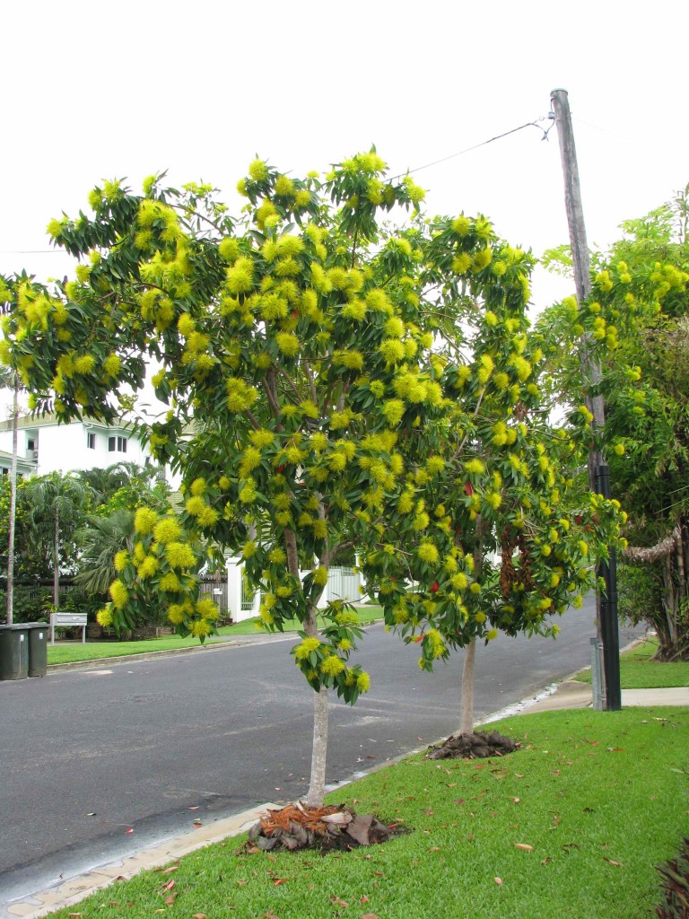 Helene Young, Cairns, Golden Pendas