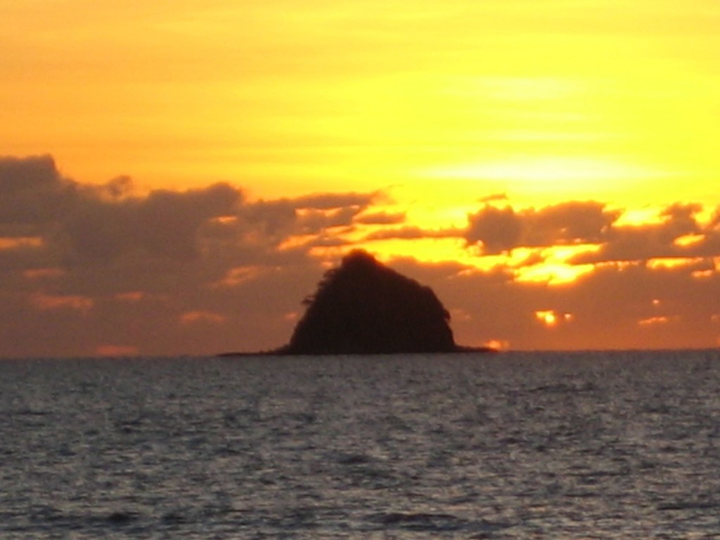 Palm Cove, Scout Hat, Helene Young