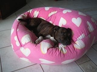 Staffordshire Bull terrier in his natural surrounds