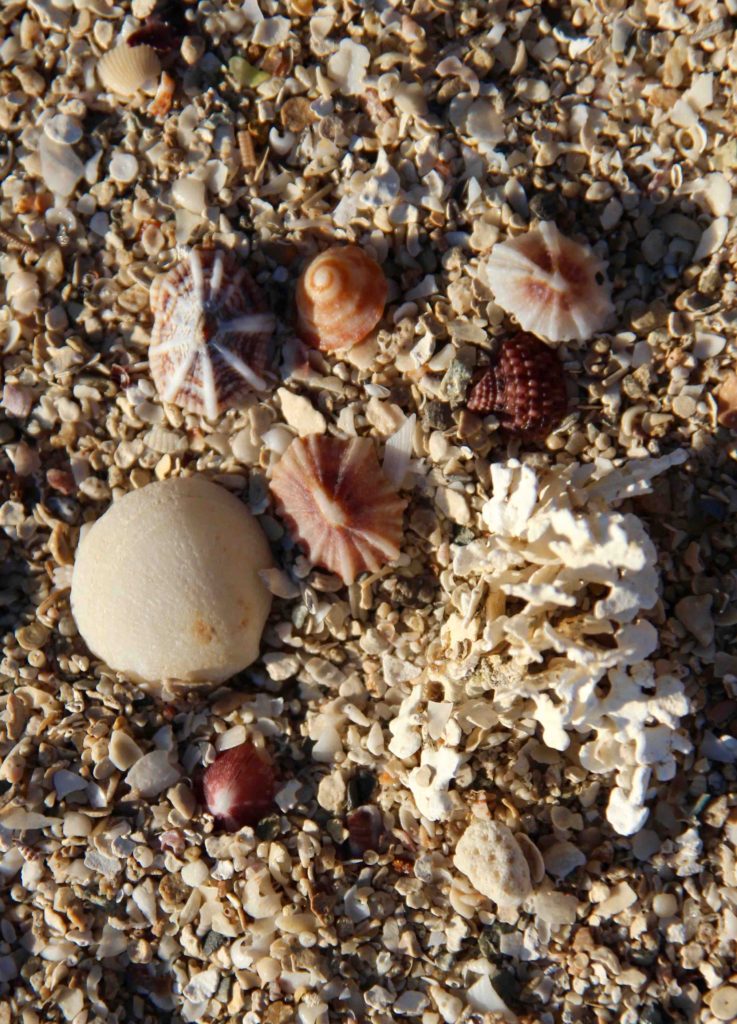 Colours of the shells