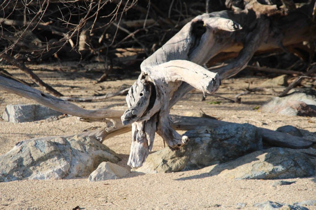 Shapes in the driftwood