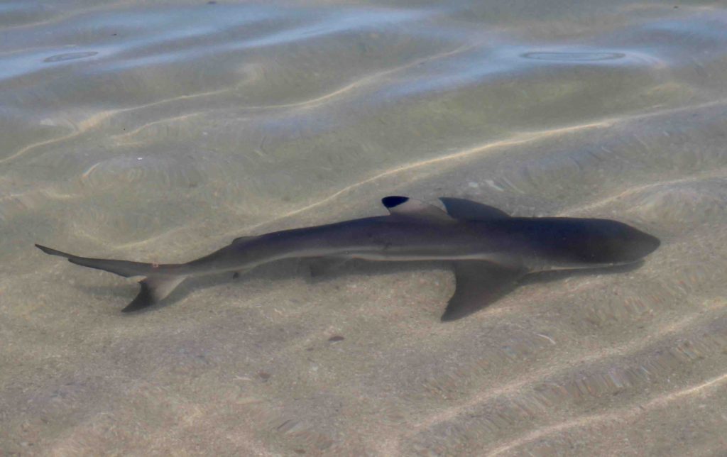 Black tipped reef shark