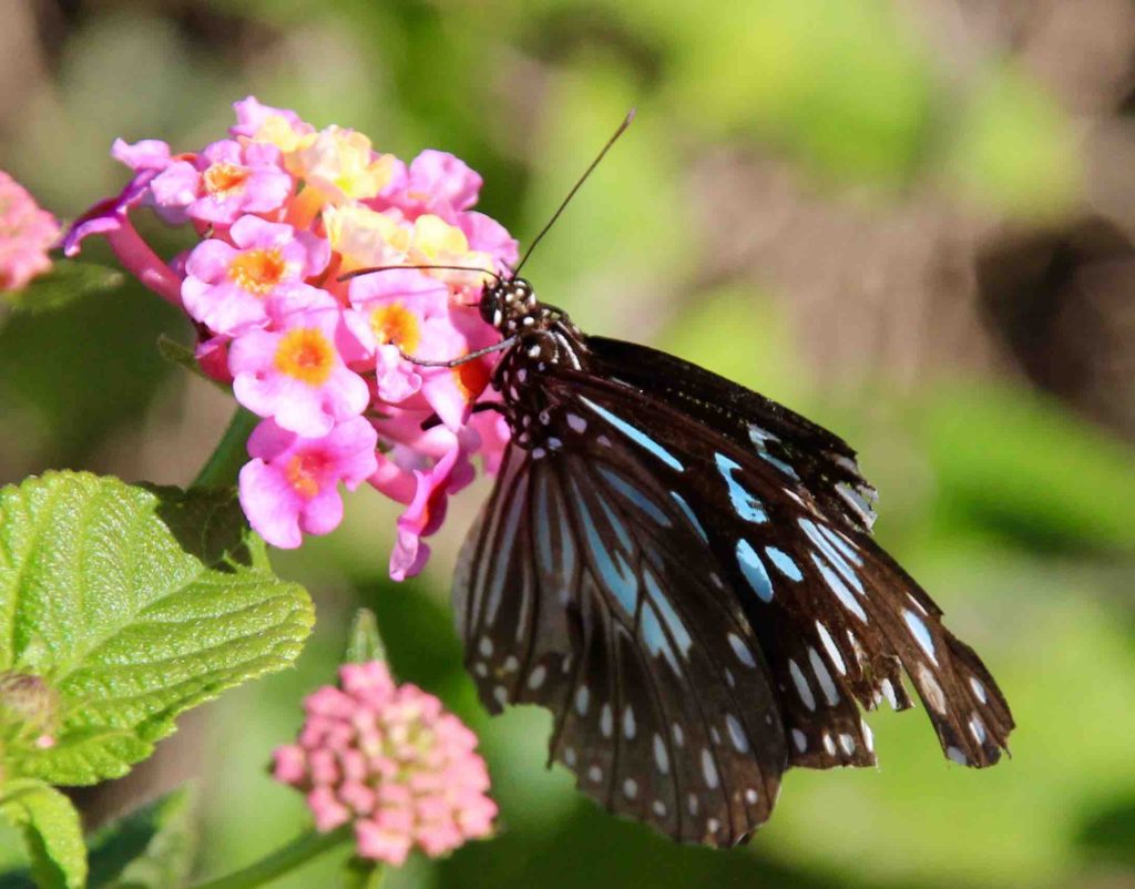 Butterfly on lantana