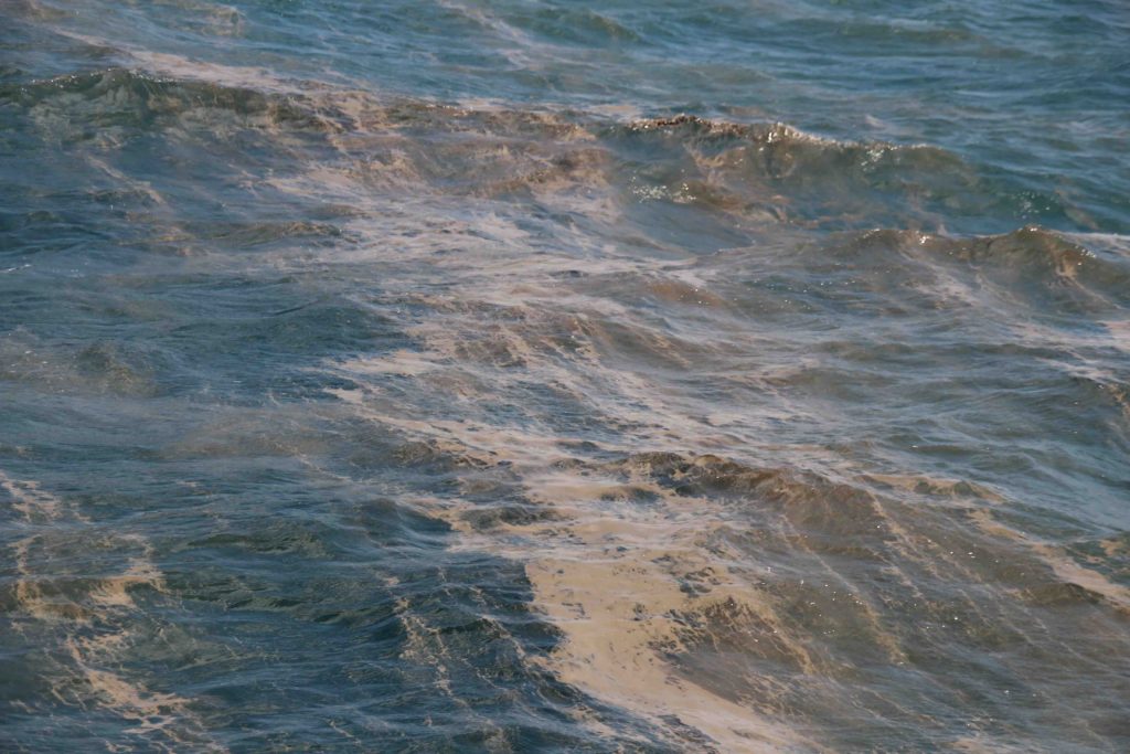 Coral spawn floating on the surface.