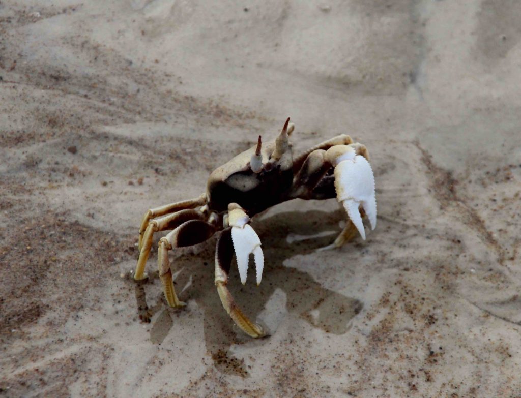 Cheeky little crab :)